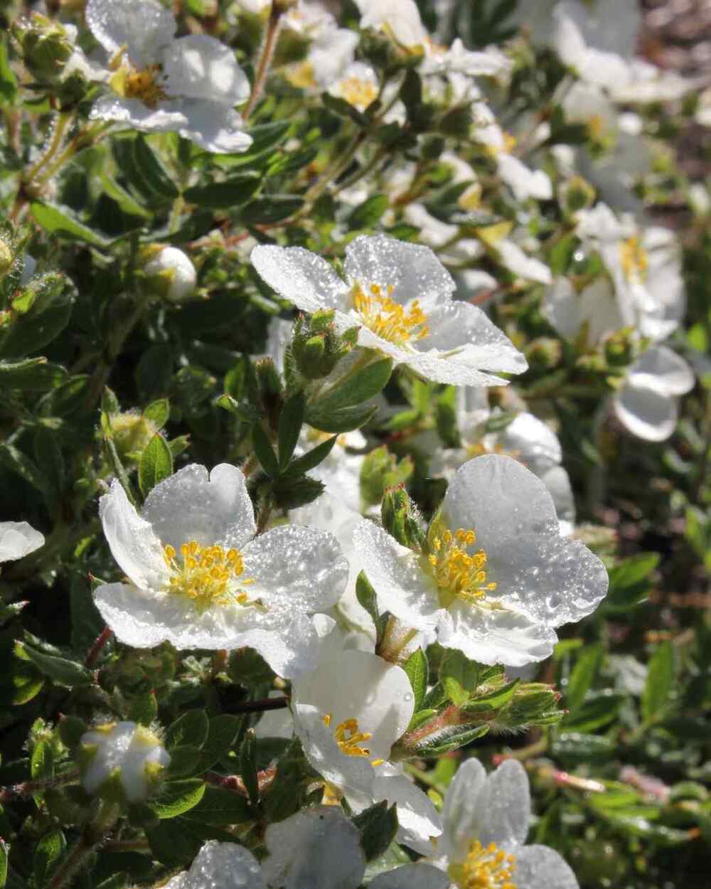 Potentilla, credit-greatgardenplants