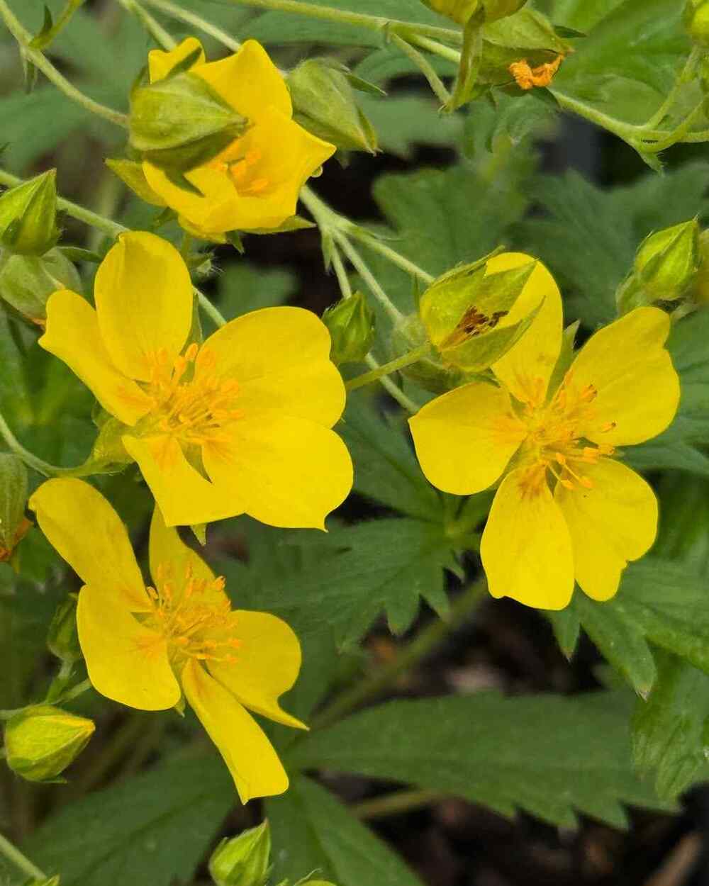 Potentilla, credit-portlandnursery