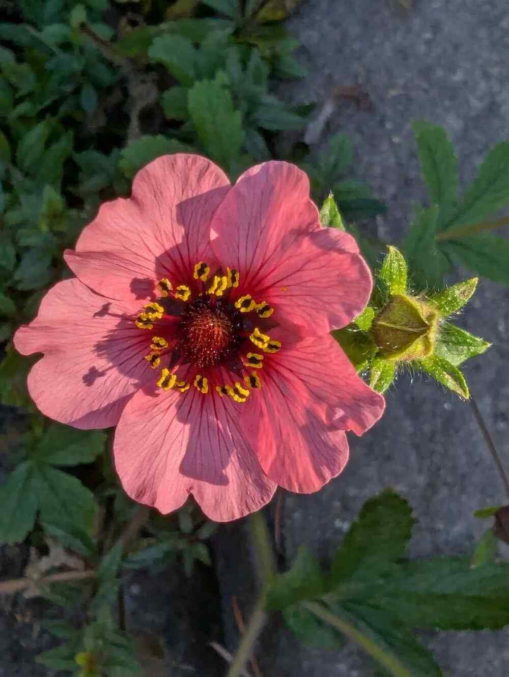 Potentilla, credit-seattlegardener