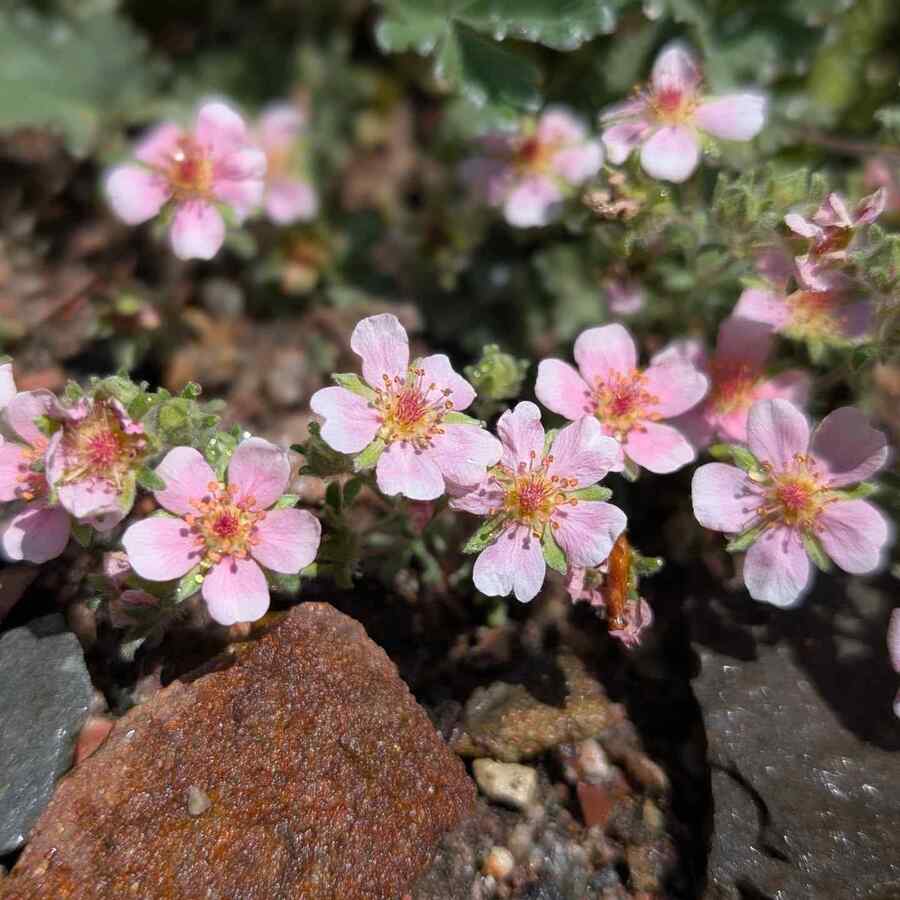 Potentilla shrubs for Colorado landscapes with full sun and low water needs