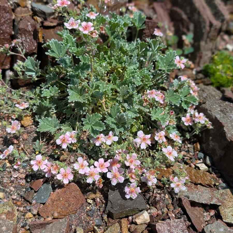 Potentilla credit-todd.boland