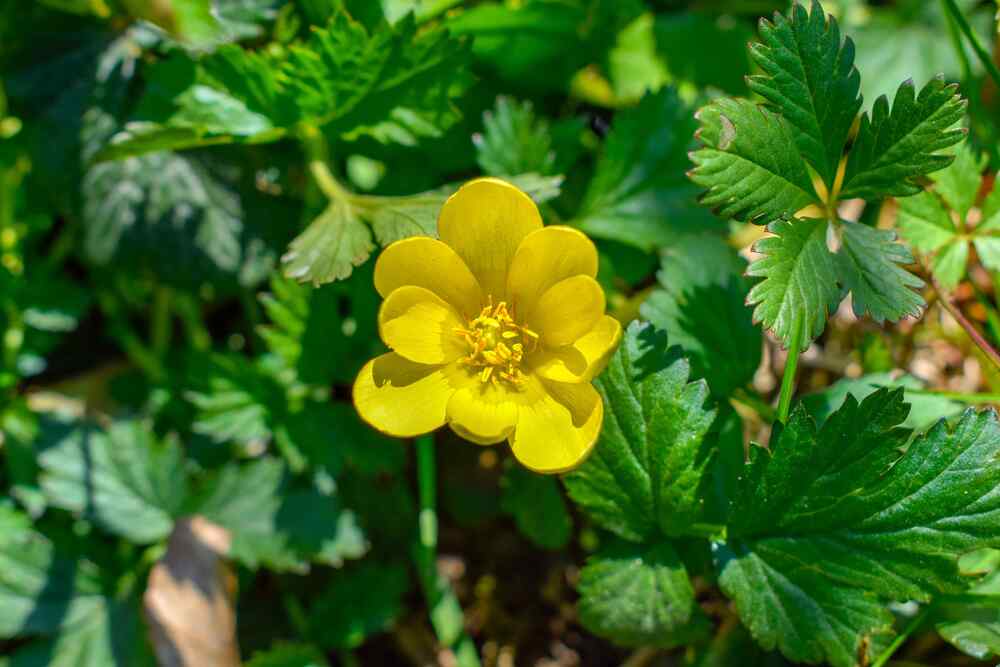 Potentilla