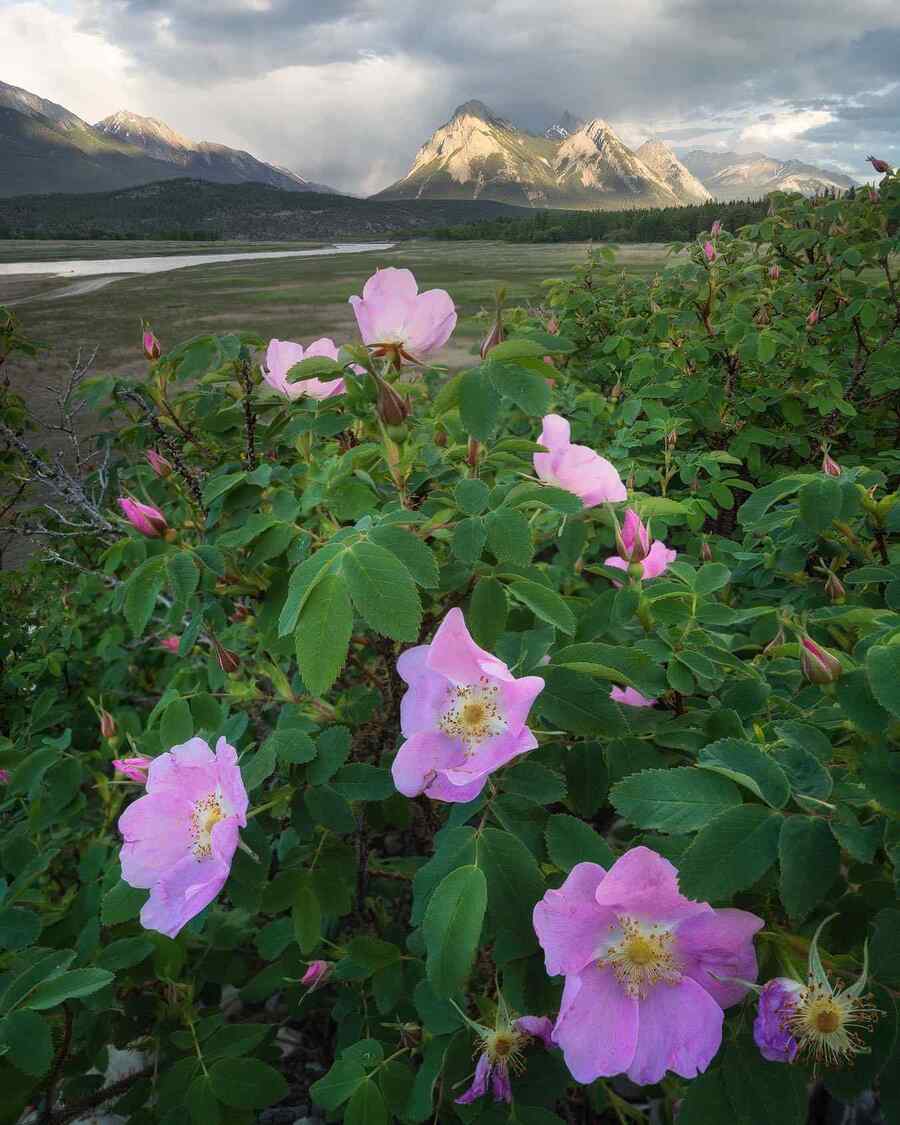 Prickly Rose a shrub that thrives in Alaska’s short growing season