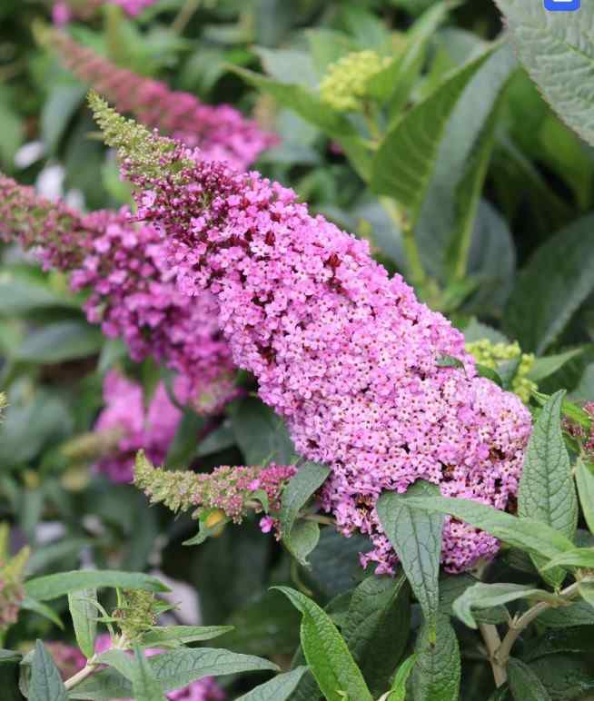 Pugster Pinker Butterfly Bush, credit-butterflybushes