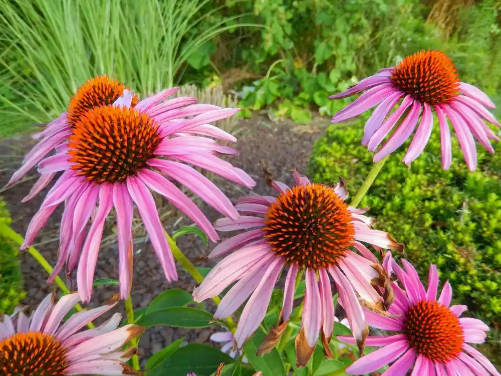 Purple Coneflower