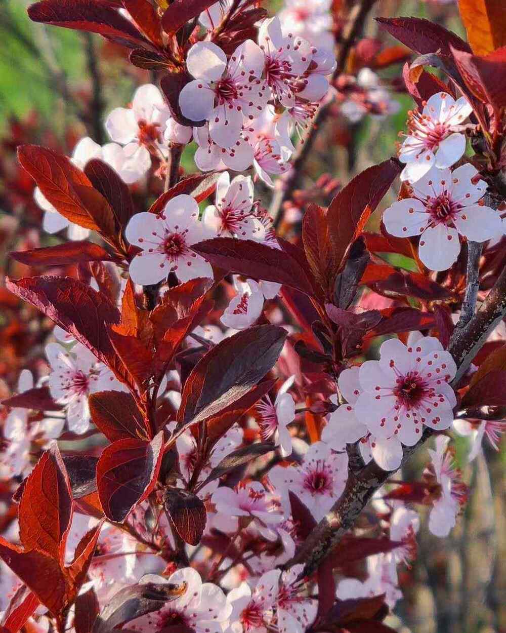 Purpleleaf Sand Cherry, credit-jahodgeman