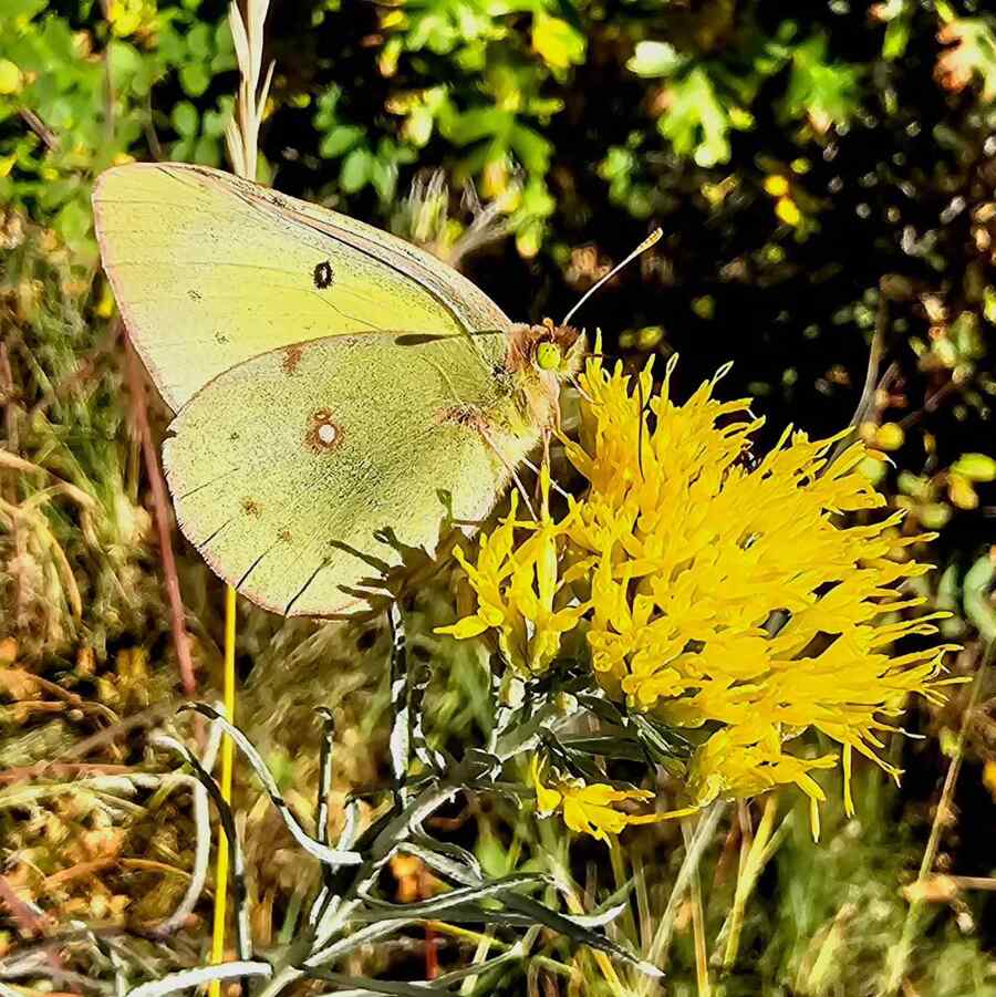 Rabbitbrush credit-gardenofthegodspark