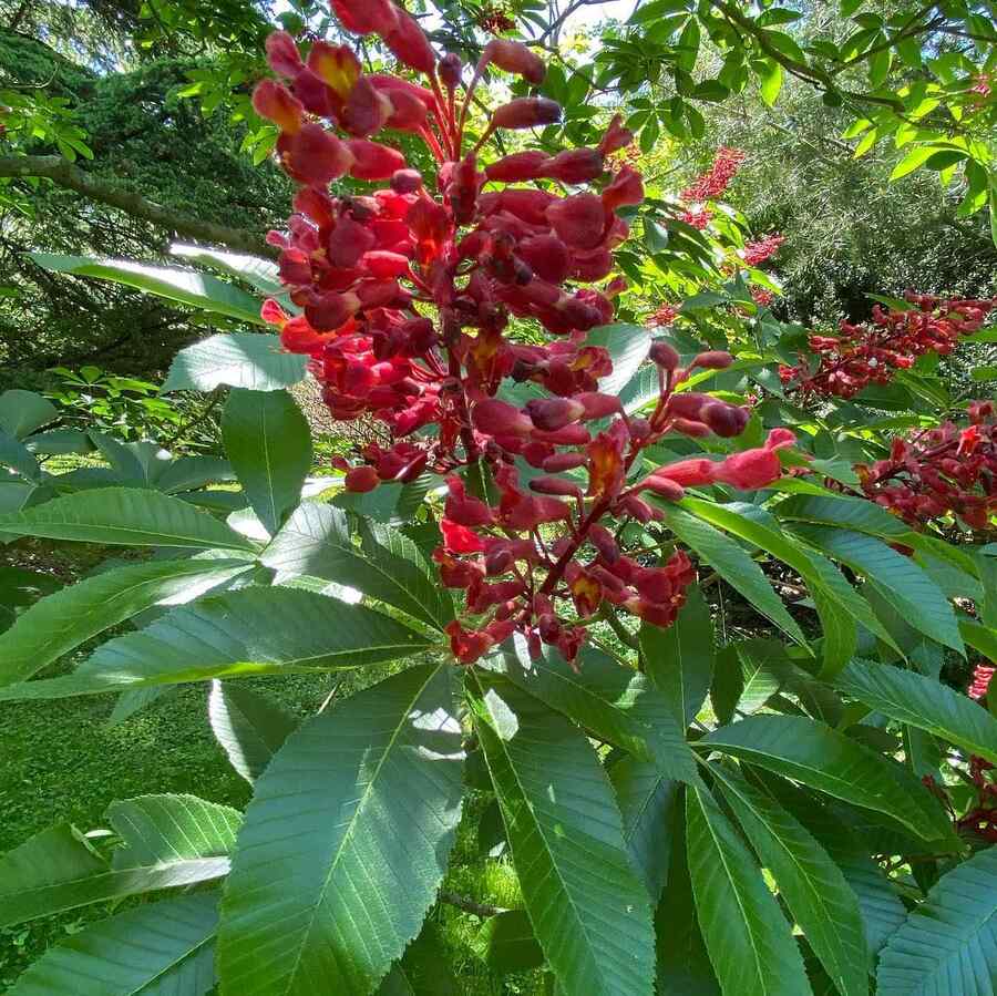 Red Buckeye