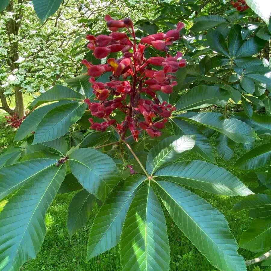 Red Buckeye