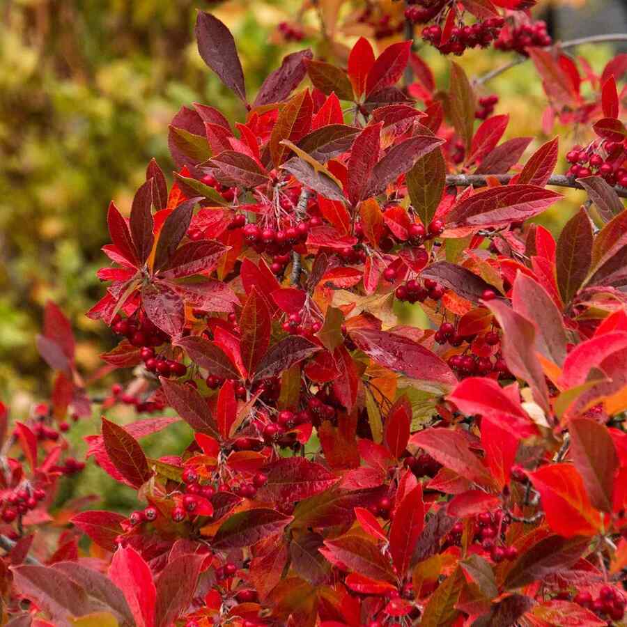 Red Chokeberry credit-monroviaplants