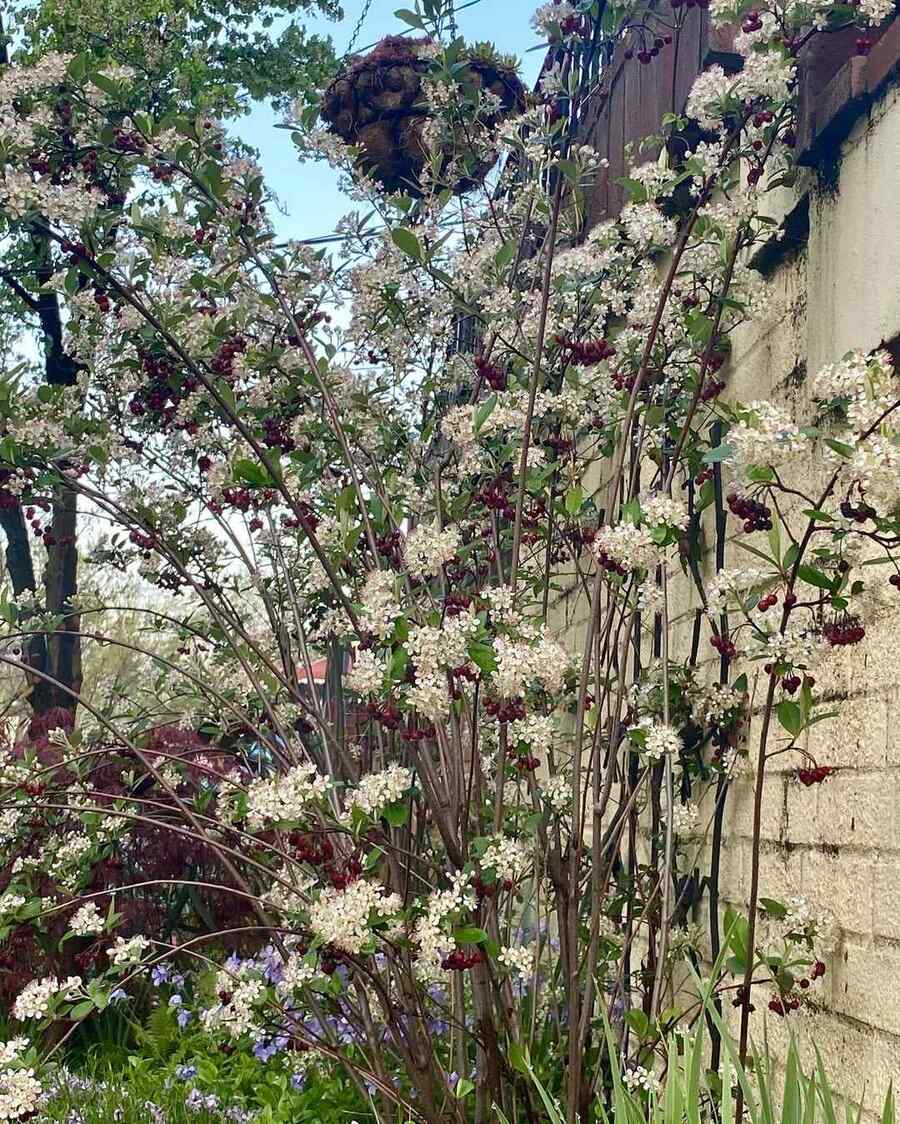 Red Chokeberry for West Virginia climate and soil