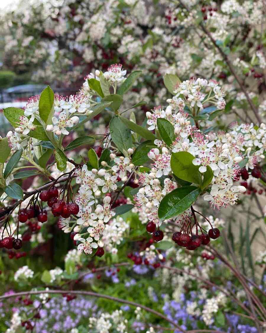 Red Chokeberry credit-nativelandscaping.eco