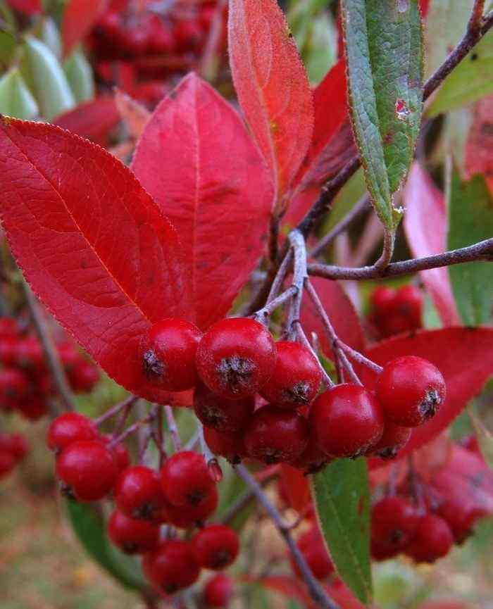 Red Chokeberry