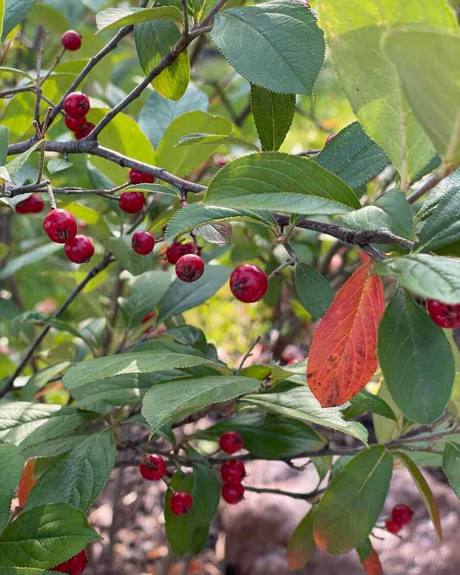 Red Chokeberry that grow well in Maryland