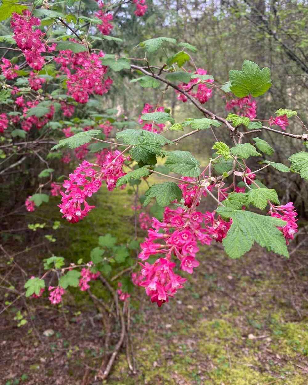 Red Flowering Currant, credit-garden.alchemist