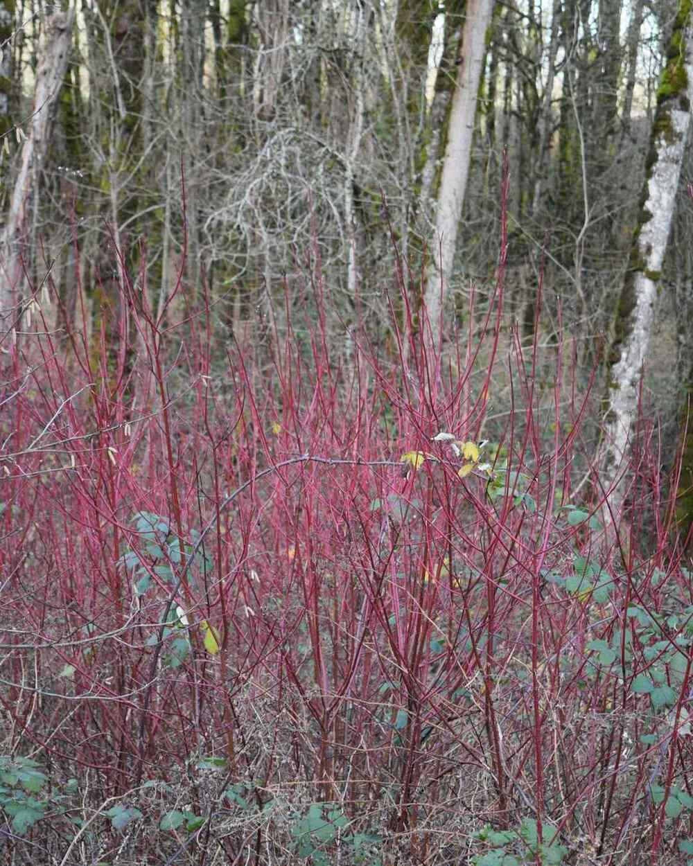 Red Osier Dogwood, credit-florafiberdye