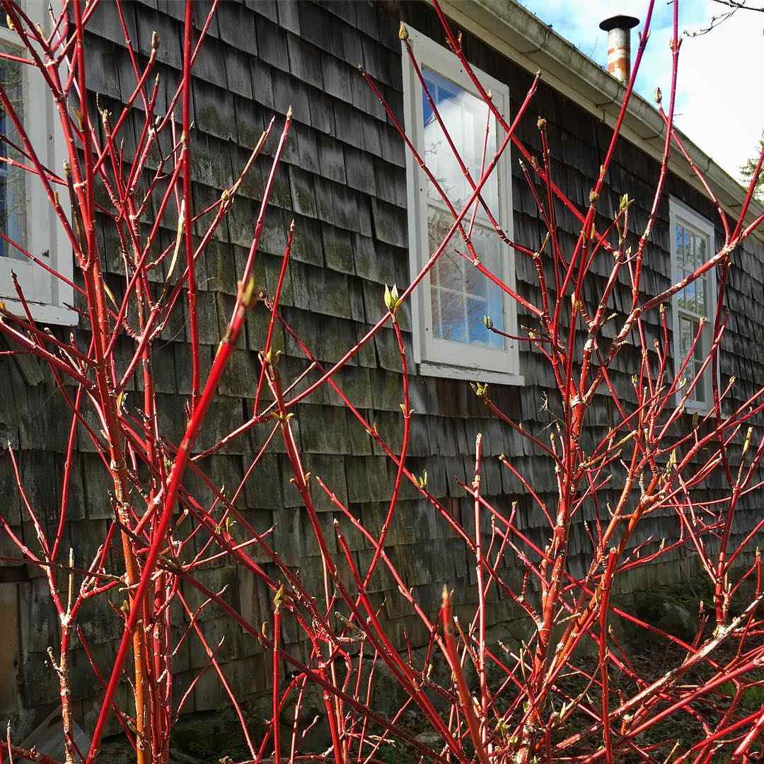 Red Osier Dogwood native shrubs for New Jersey yards