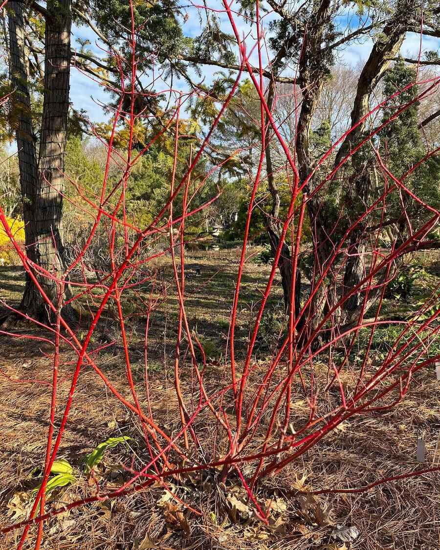 Red Osier Dogwood cold-hardy for Massachusetts winters