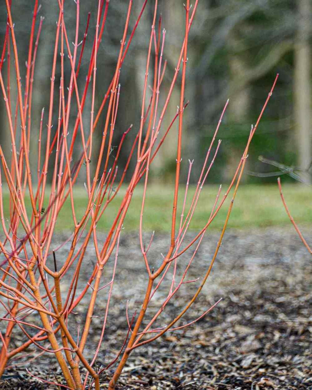 Red-Osier Dogwood native shrubs for Indiana
