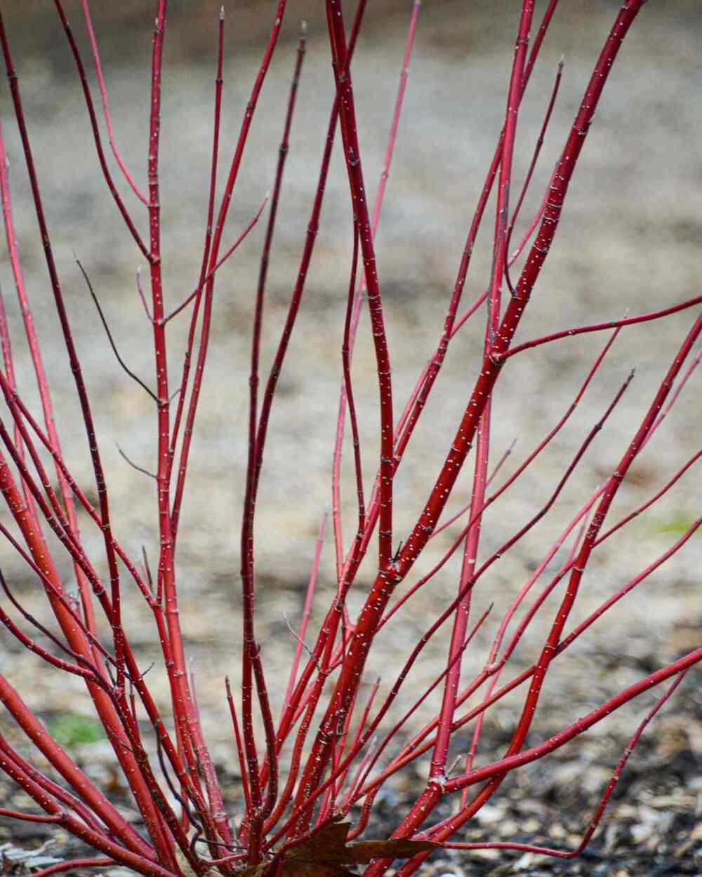 Red-Osier Dogwood cold-hardy shrubs for Maine (USDA zones 3–5)