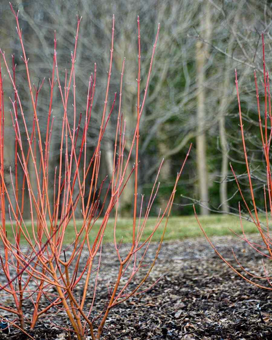 Red-Osier Dogwood shrubs for Michigan Zone 5 and Zone 6