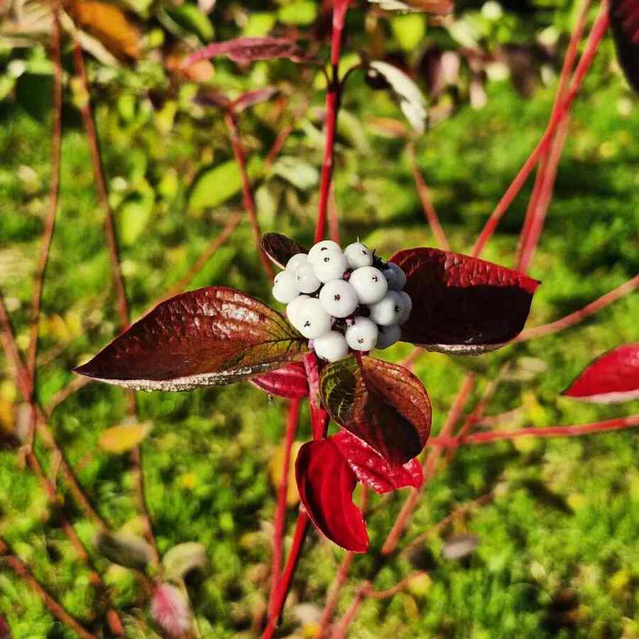 Red-Osier Dogwood, credit-sunchild57 shrubs that grow well in Montana