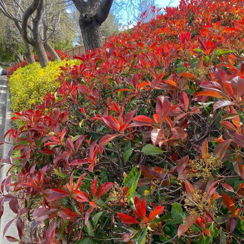 Red Tip Photinia