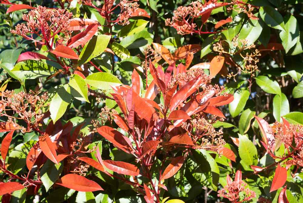 Red Tip Photinia
