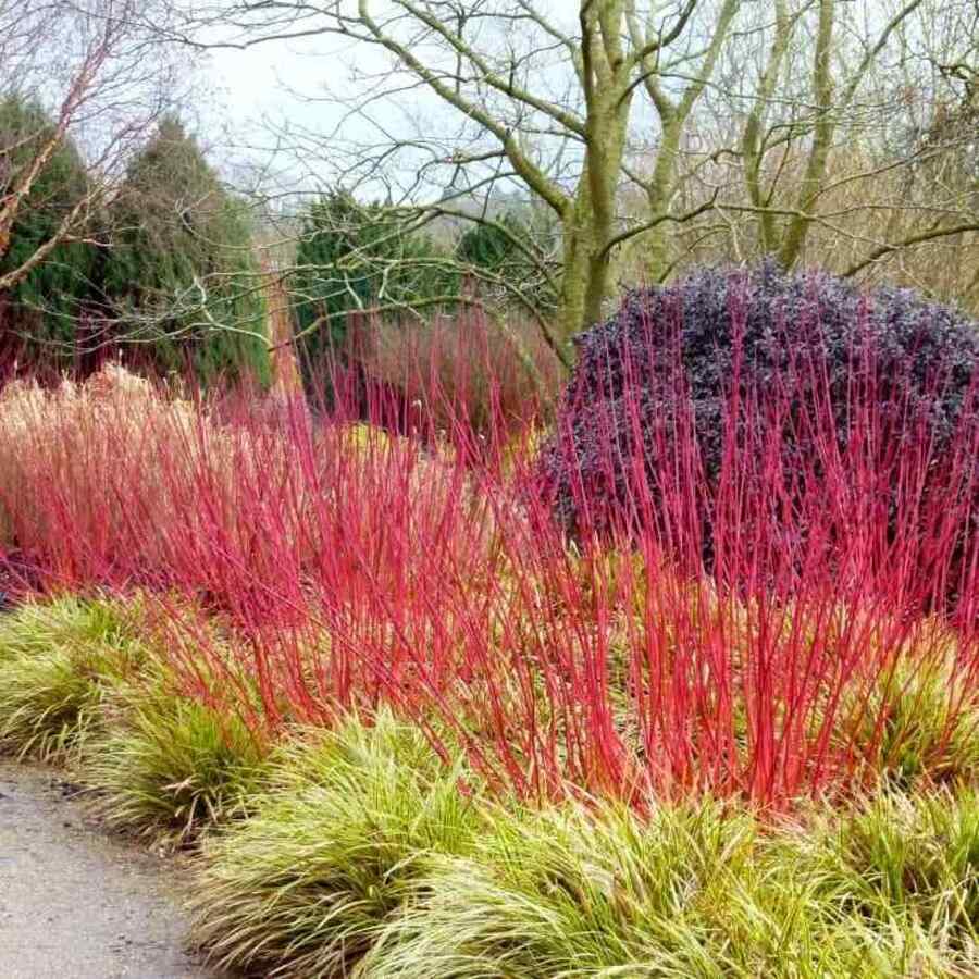 Red Twig Dogwood drought-tolerant shrubs for Colorado gardens with well-drained soil