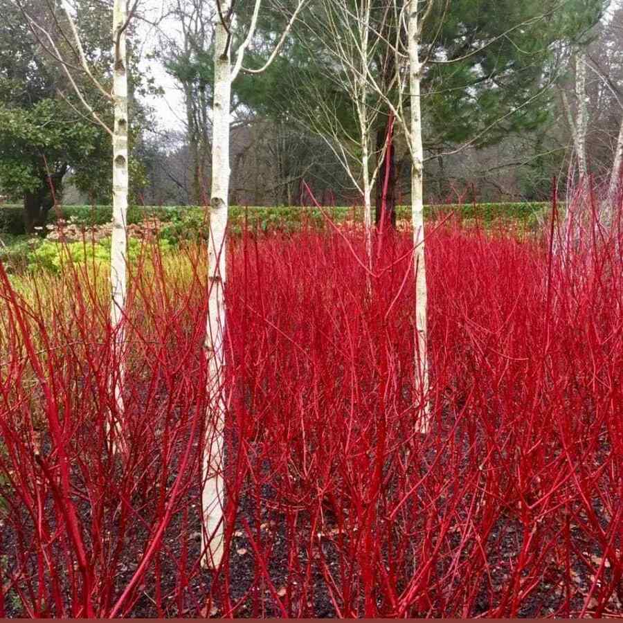 Red Twig Dogwood for Vermont yards and garden beds