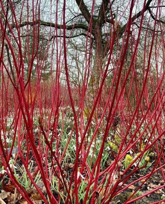 Red Twig Dogwood, credit-finegardening