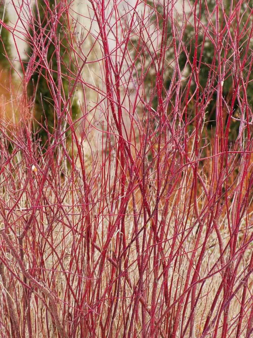Red Twig Dogwood shrubs that grow well in Illinois