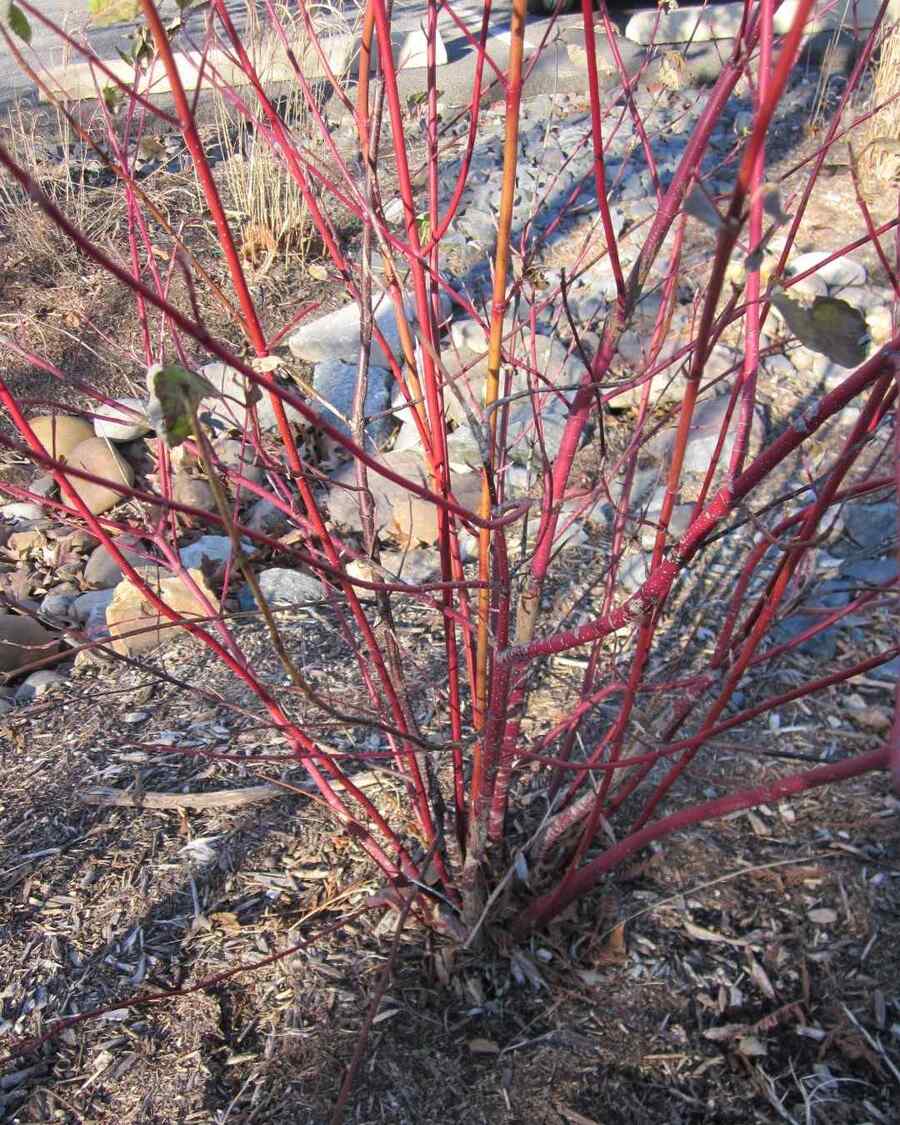 Red Twig Dogwood, credit-mgnvsocialmedia with Shrubs for Nebraska