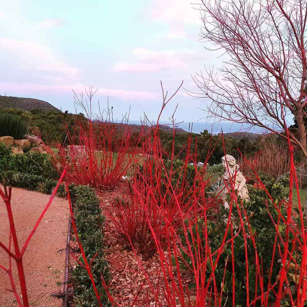 Red Twig Dogwood cold tolerant shrubs for East North Central