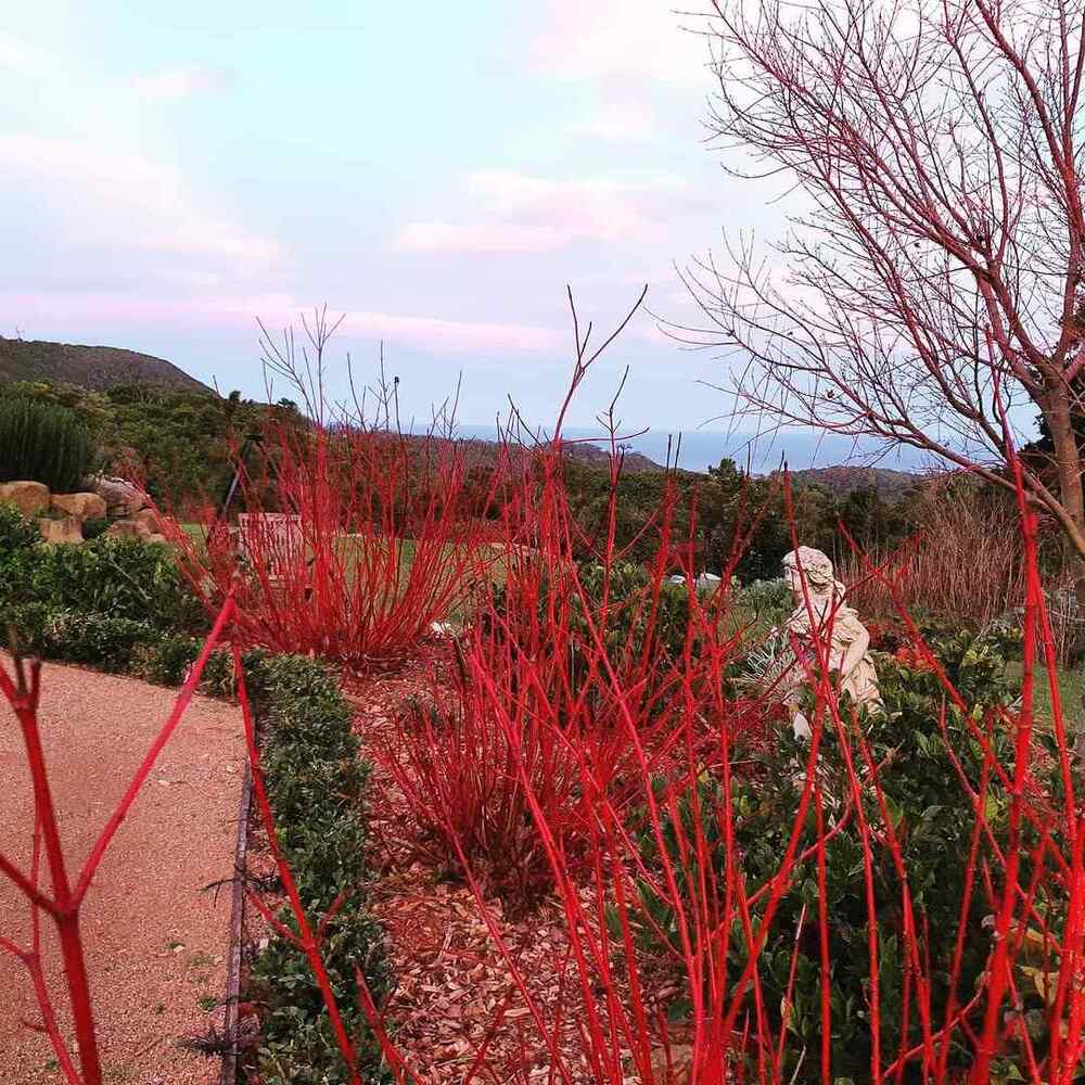 Red Twig Dogwood, credit-myfoxgroundgarden