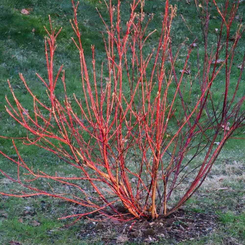 Red Twig Dogwood, credit-the_inept_gardener