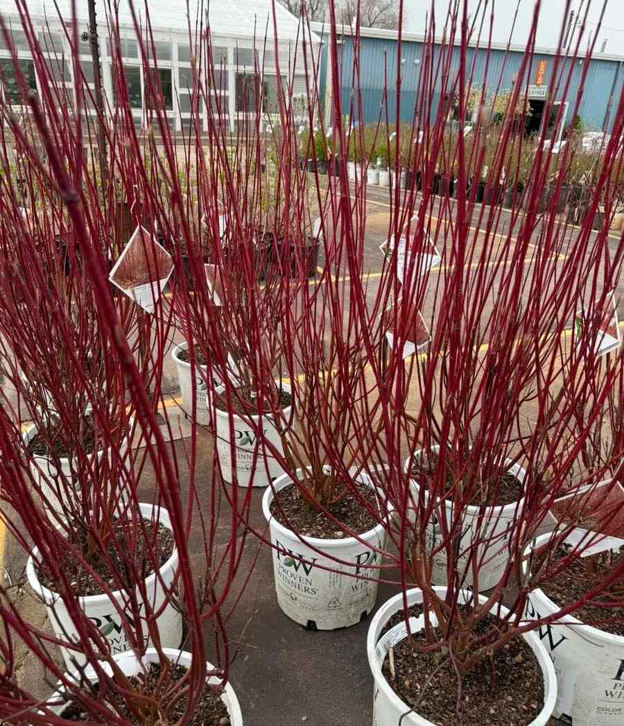 Red Twig Dogwood top cold-hardy shrub for Wyoming winters (USDA Zone 3–5)