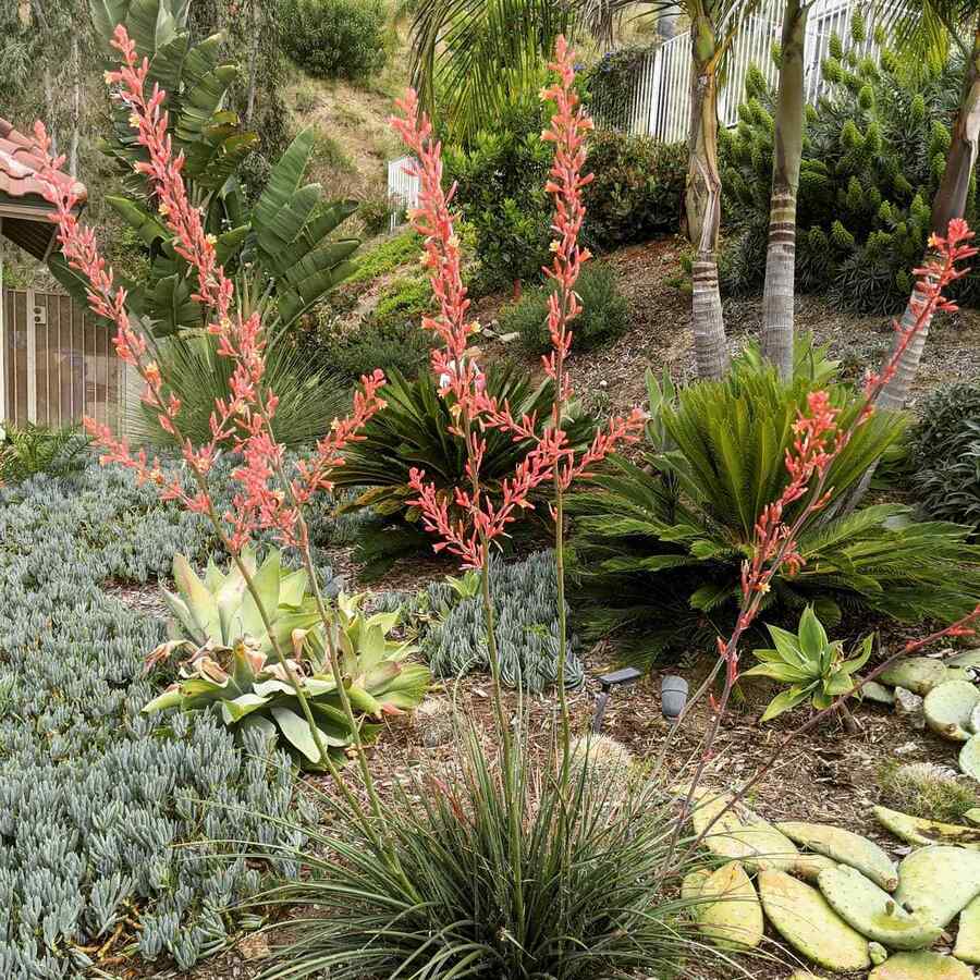 Red Yucca a sun-loving shrub ideal for Arizona yards