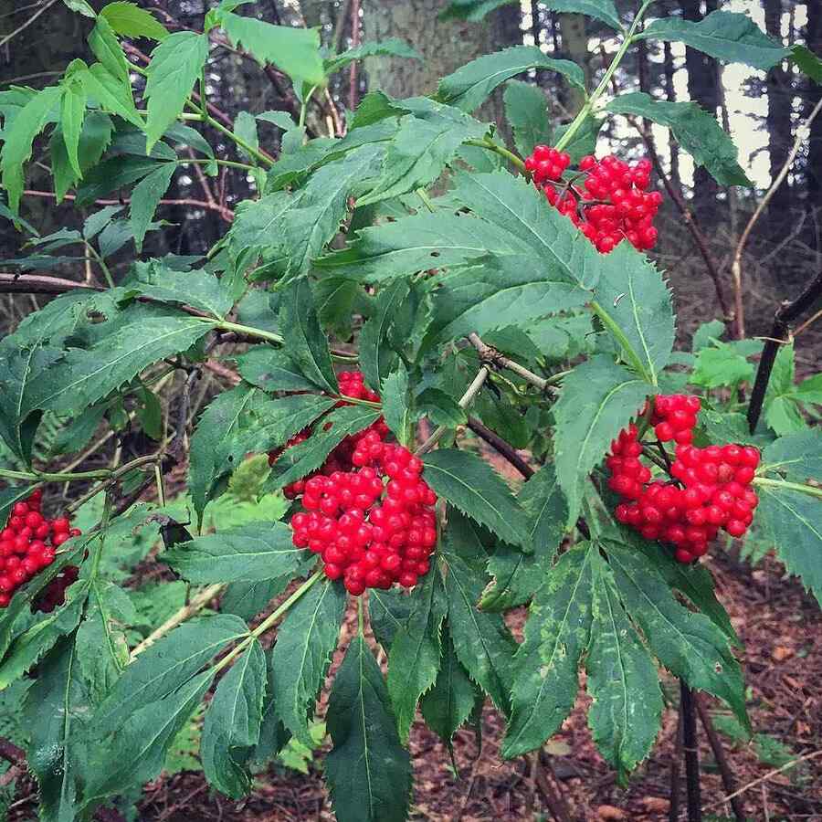 Red-berried Elder an Alaska-friendly shrub for extreme winter conditions
