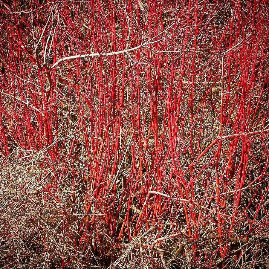 Redosier Dogwood a cold-hardy shrub for Alaska climates