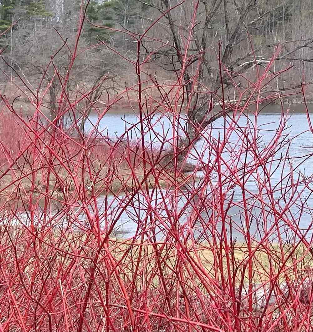 Redosier Dogwood hardy shrubs for Iowa