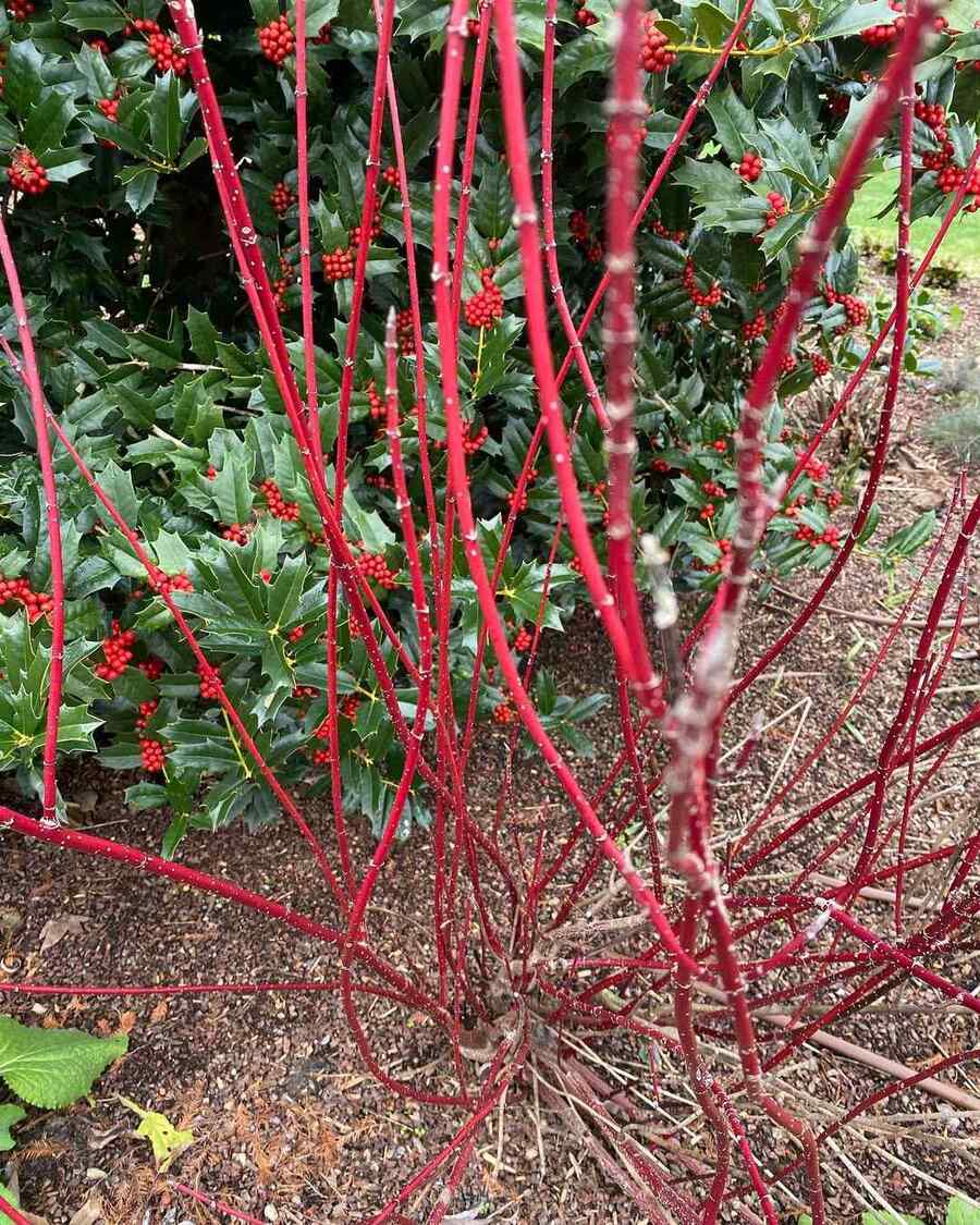 Redtwig Dogwood, credit-moorefarmsbg Shrubs for New Hampshire