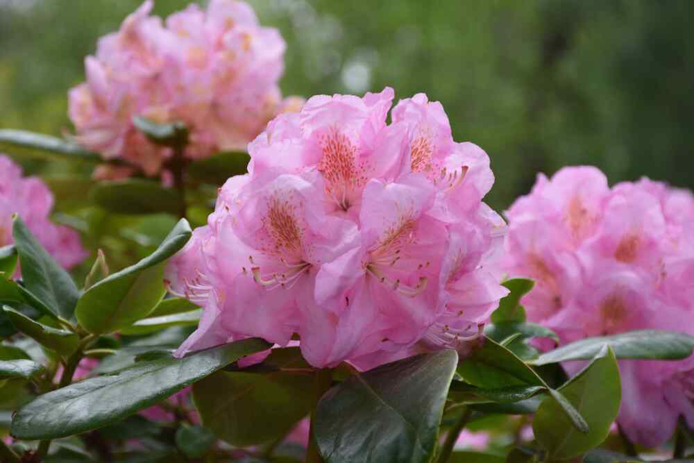 Rhododendron