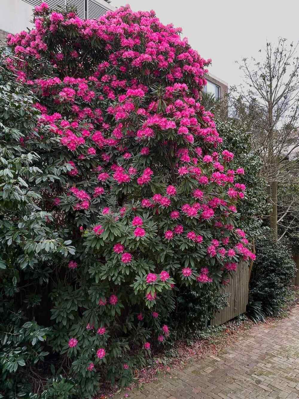 Rhododendron, credit-realgrahamross