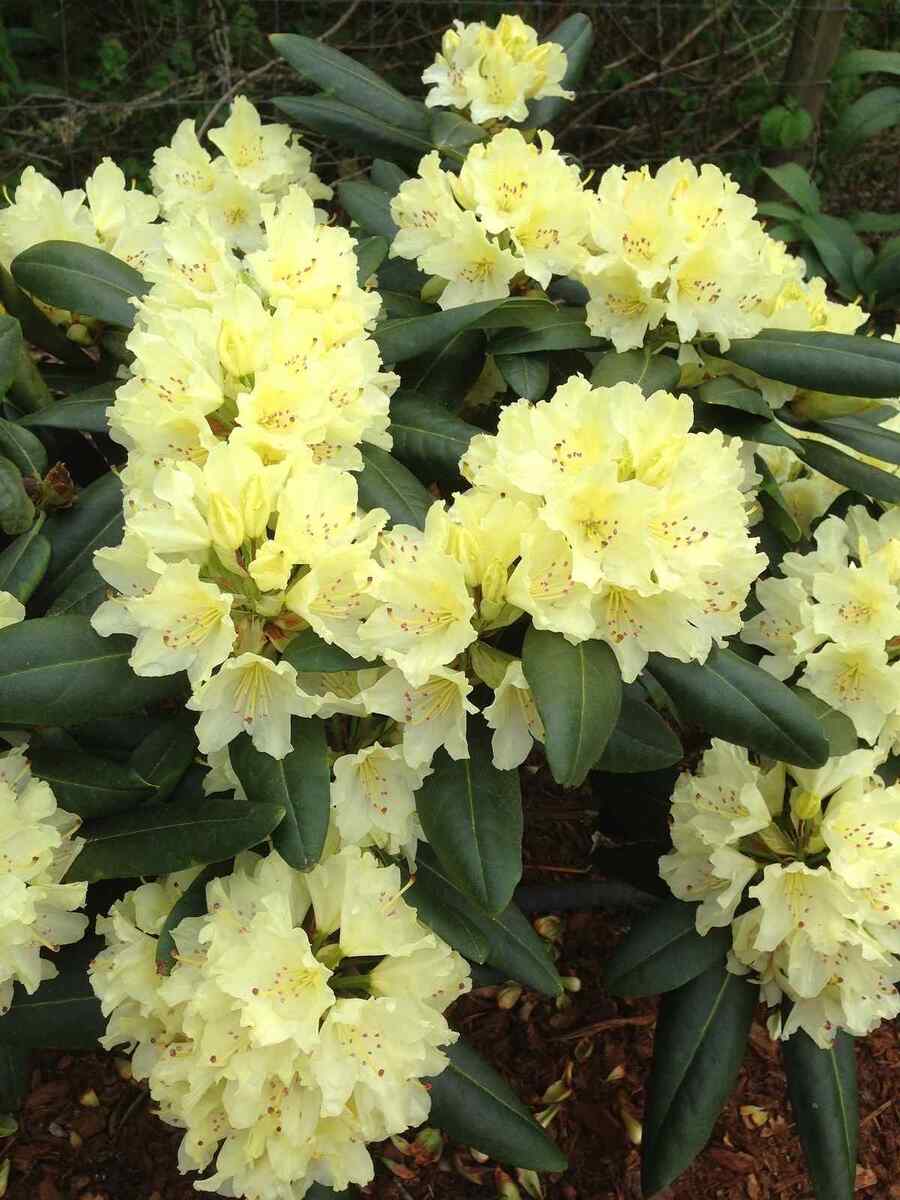 Rhododendron for low-maintenance Washington landscaping