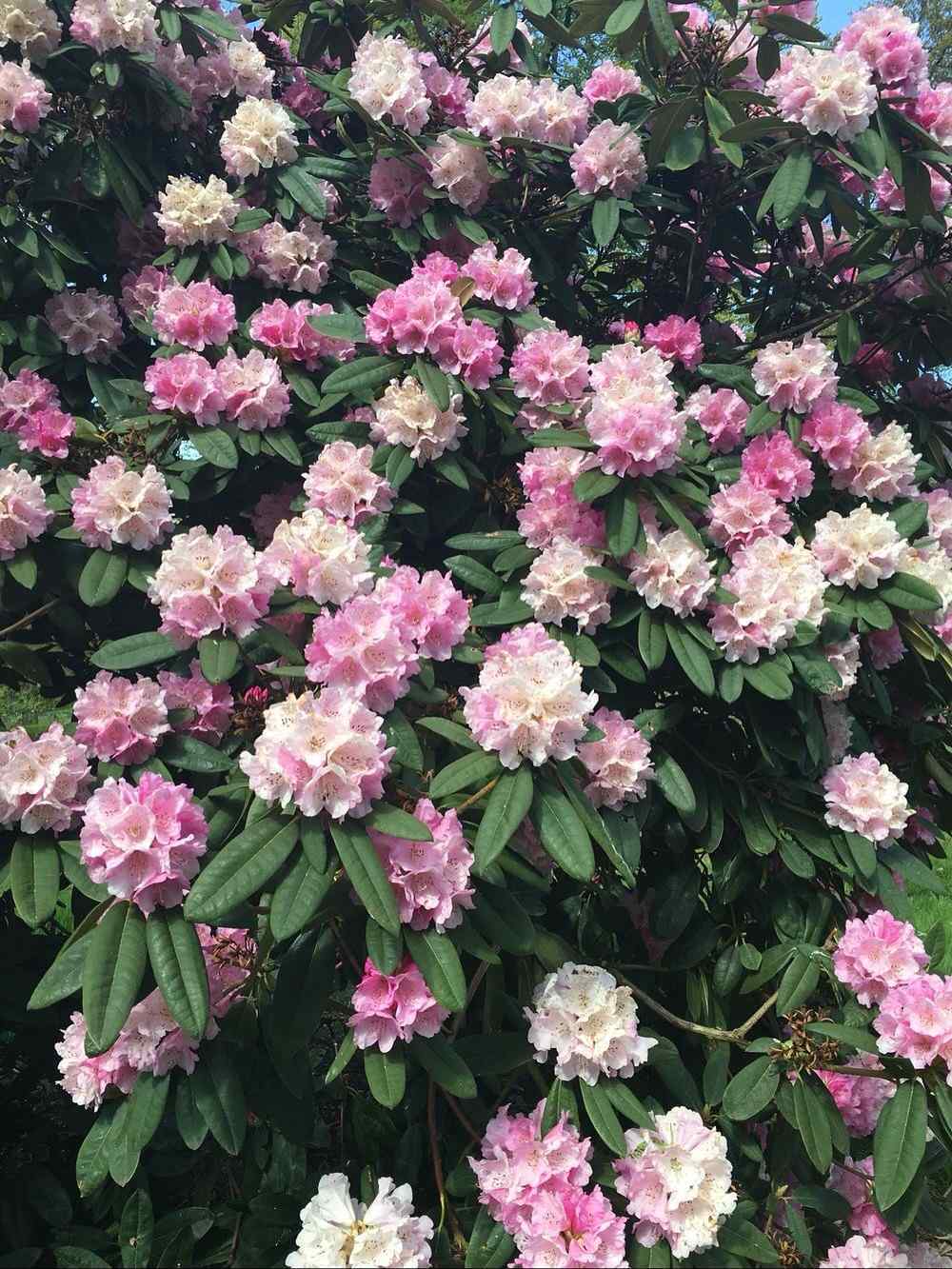 Rhododendron, credit-the_plantwhisperer
