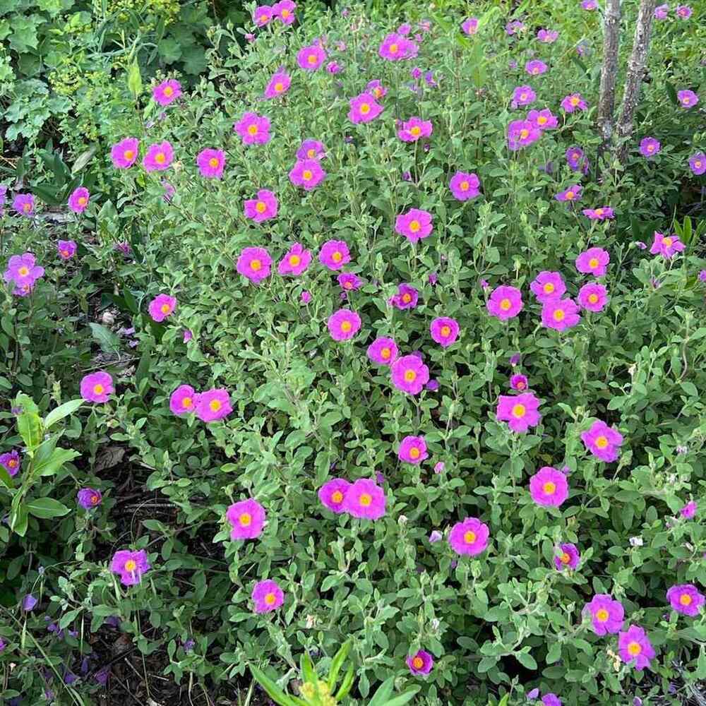 Rock Rose, credit-strictlymedicinalseeds