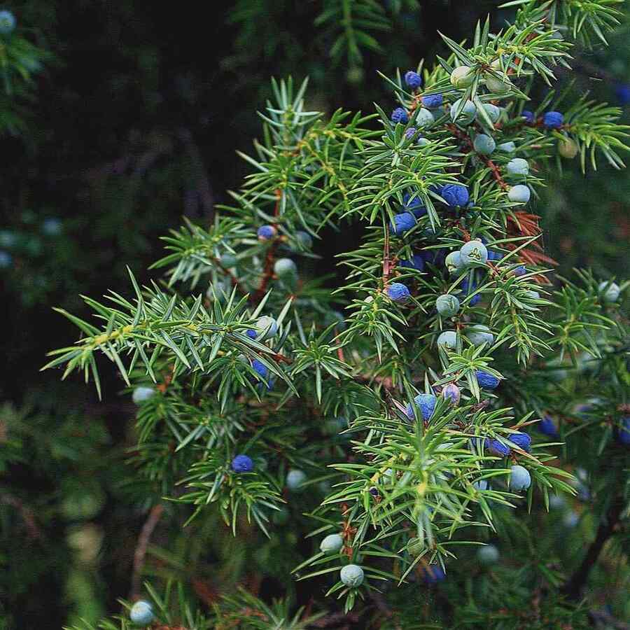 Rocky Mountain Juniper, credit-gardening_mantras shrubs adapted to Montana’s climate