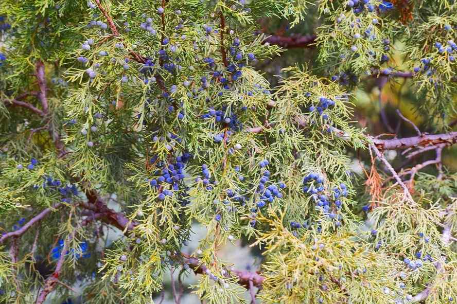 Rocky Mountain Juniper low-maintenance shrub that thrives in Wyoming landscapes