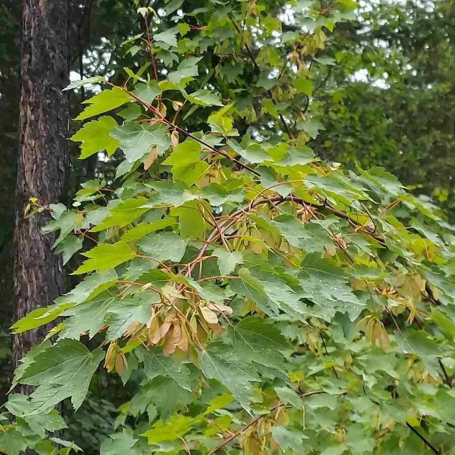 Rocky Mountain Maple, credit-sweetgrassscottage